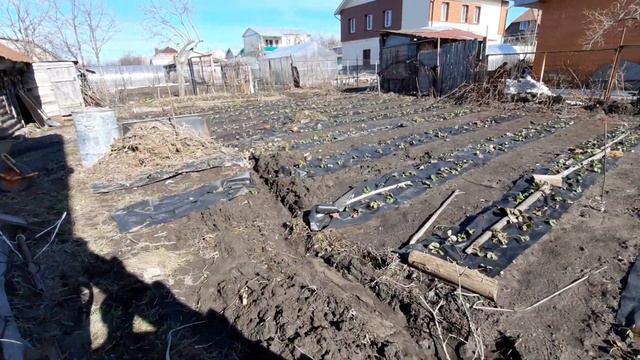 Как перезимовала плантация клубники, винограда, экзоты зиму 2022-2023 смотреть онлайн