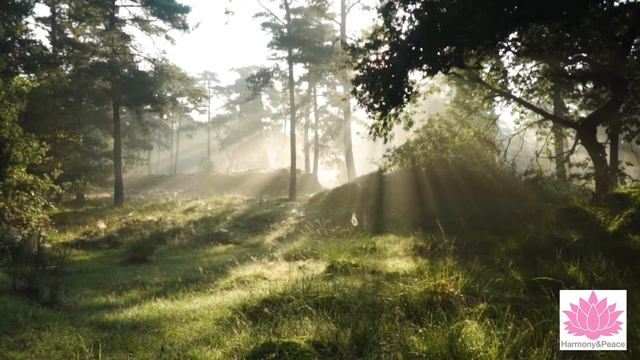 #исцеление #energy #Зарядись #Энергией #Праны| Повышение Энергии |Снятие #Зажимов и #Блоков смотреть онлайн