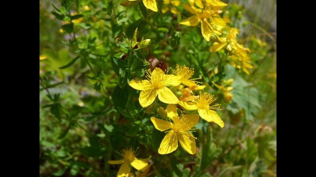 Трава от 99 болезней.Зверобой#здоровье #лекарственныерастения #здоровьевнашихруках #полезныесоветы