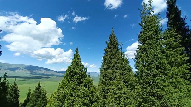 Ловлю Османа, ищу грибы. Плато Асы. Северный Тянь-Шань. Казахстан. смотреть онлайн