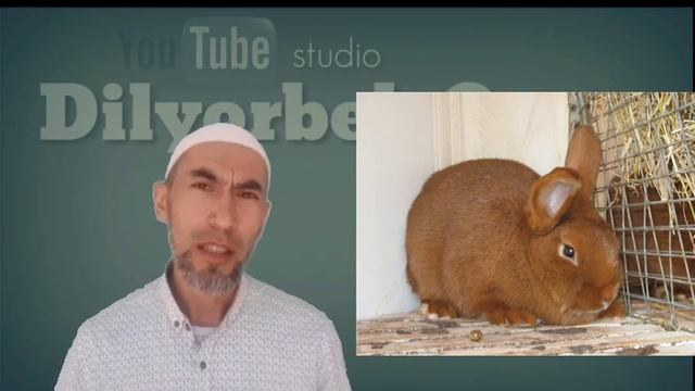 НЗК зоти. Қуён зотлари. Порода кроликов НЗК. Meat breeds of rabbits. смотреть онлайн