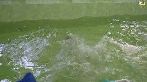 Детский сад. Выпускной. Бассейн.