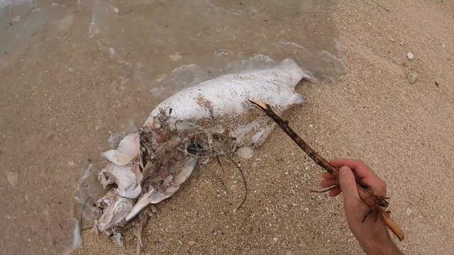 Подводная охота на Гавайку. Рыба Монстр. Дакотский очаг. Выживание на необитаемом острове. №20 смотреть онлайн