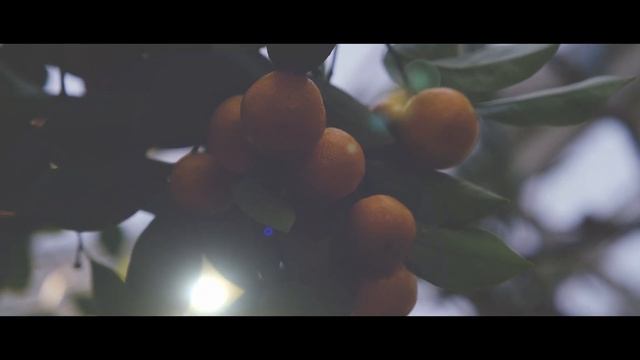 Garden - Talvipuutarha // FUJIFILM X-T3 // FUJINON 23 MM 1:4 // FUJINON 16-55 MM 2:8 смотреть онлайн