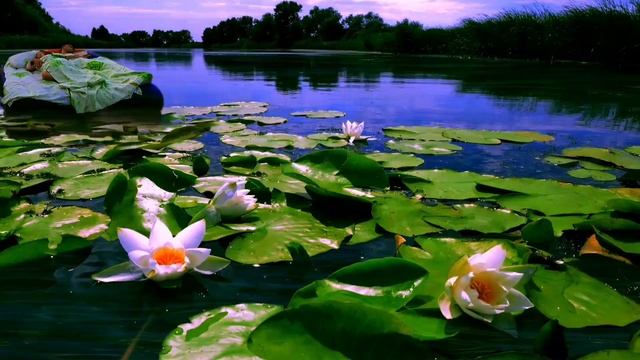 ??СОН НА РЕКЕ . ПЕНИЕ ПТИЦ РАННИМ УТРОМ для релакса. Соловей и кукушка. смотреть онлайн