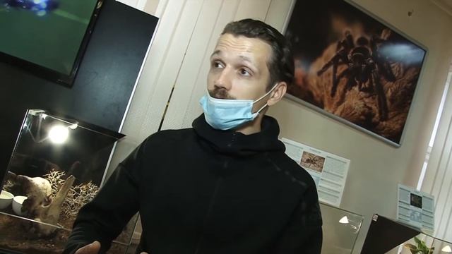 Паук в доме - хорошая примета. смотреть онлайн