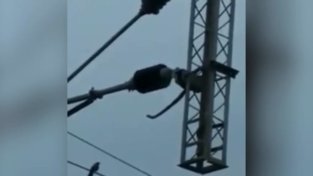 Electrical Shocks Will Not Be Merciful To Any Animal смотреть онлайн