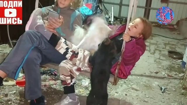 ШПИЦ И МОПС.кто кого? смотреть онлайн