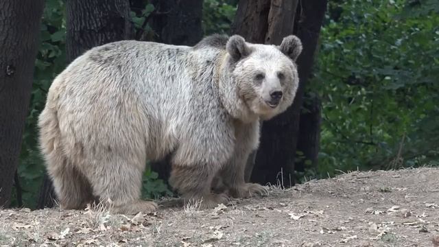 28 Minutes of Grizzly Bear Attacks смотреть онлайн