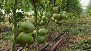 Томат Мануса