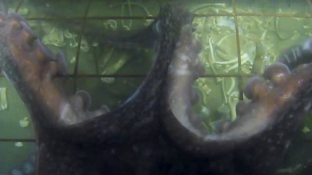 Beneath the Bones: Giant Pacific Octopus смотреть онлайн