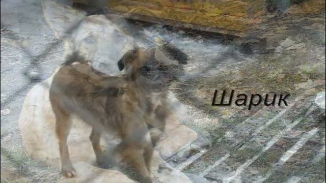 Приют "Хати". Посвящается всем бездомным, бродячим собакам и кошкам смотреть онлайн