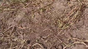 Уборка картофеля мотоблоком. Полтавская  картофелекопалка.