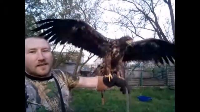 26.04.19 Орланчик передаёт всем приветы:))) Орлан Белохвостый смотреть онлайн