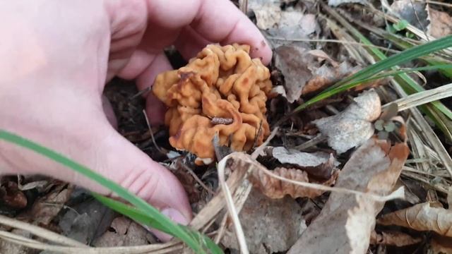 Аниме-Ревью и Обзоры