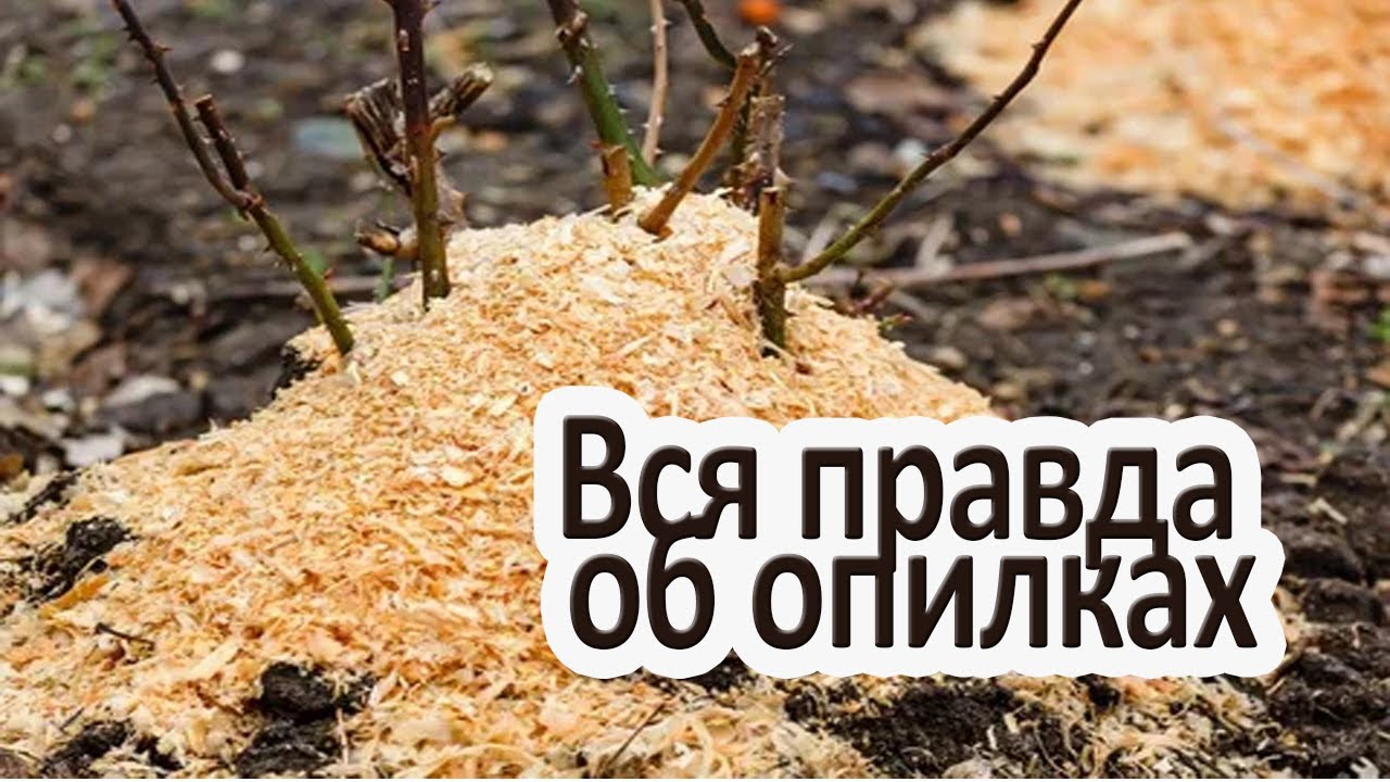 Опилки как удобрение / Как использовать опилки на огороде? смотреть онлайн