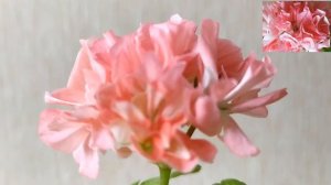 Первое цветение Powder Puff.Персиковое плиссе .Как заставить цвести? Лучшие сортовые пеларгонии.