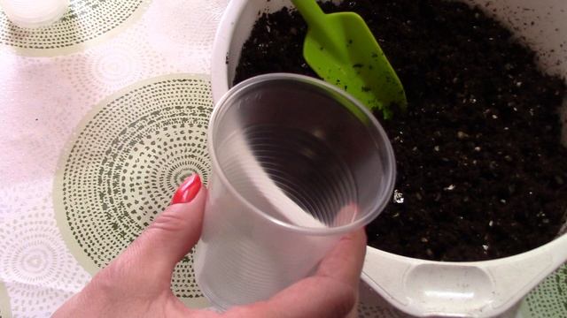 Посев и черенкование пеларгонии. Великолепная герань. Простой способ разведения пеларгонии. смотреть онлайн