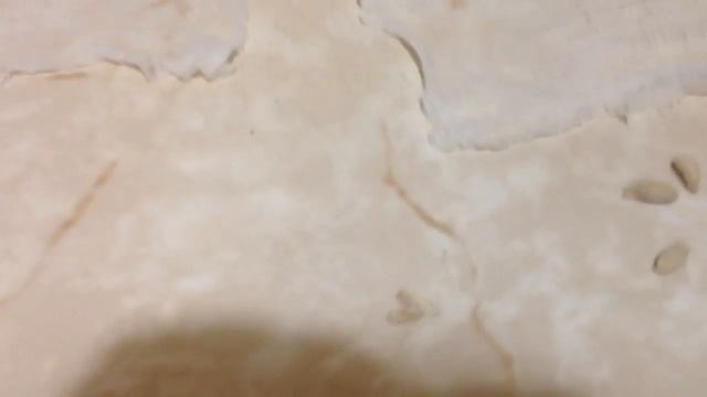 Проращивание семян в марле