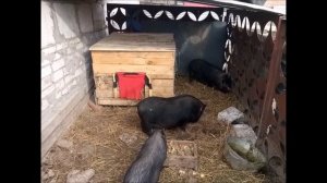 Первый опыт (вьетнамские поросята)