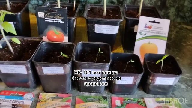 Продолжаем тему томатов? «Самый крупный и самый сладкий» обзор от Таисии Георгиевны смотреть онлайн