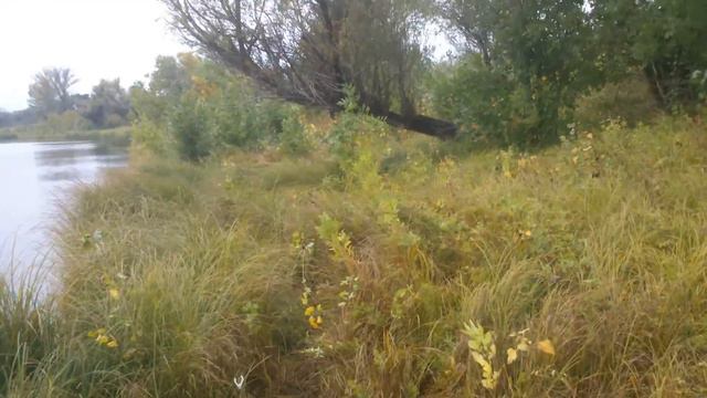 РЫБАЛКА ПОД ВОЛЖСКОМ В КОРШЕВИТОМ У МИШАНИ 23 09 2016 года смотреть онлайн