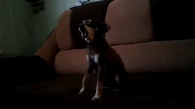 Хохма.Ну вот теперь собаки мяукают )))) смотреть онлайн