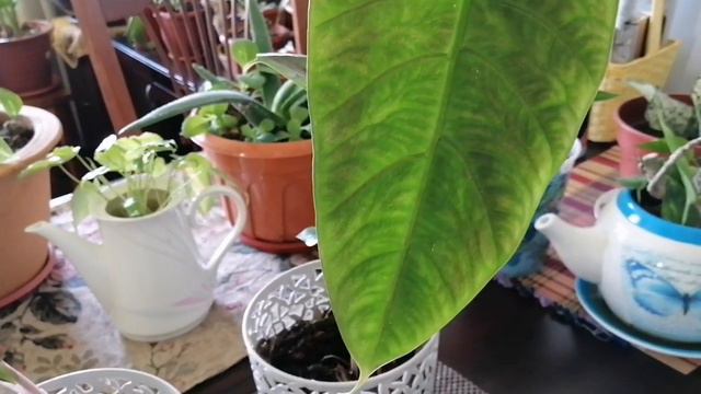 New leaves of Alocasia plant смотреть онлайн