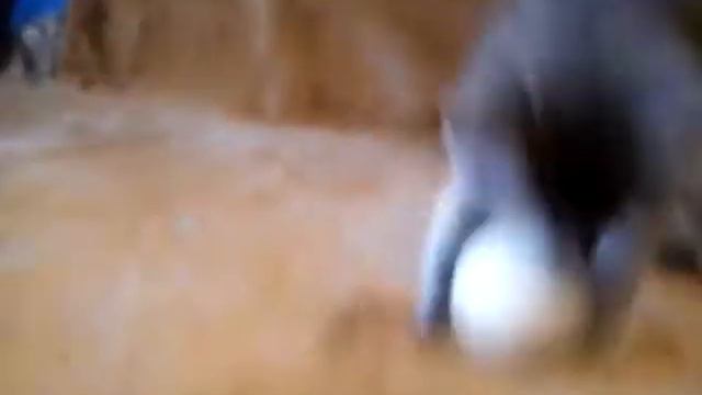 Котёнок и гусиное яйцо