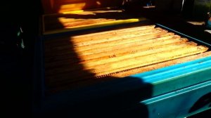 Прививочный ящик. Чистка прополиса