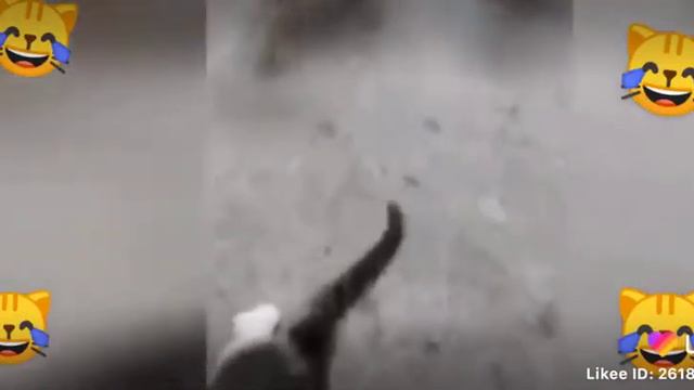не оставляйте котов одних они могут всё крушить смотреть онлайн
