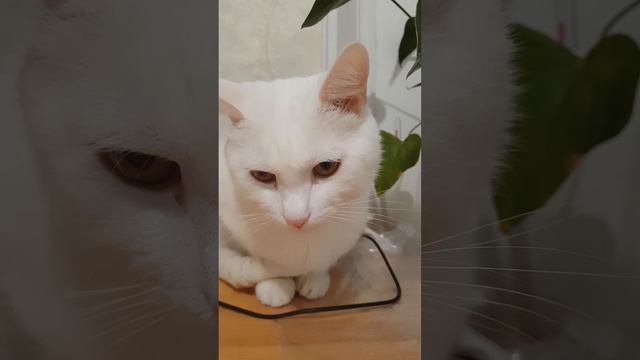 Как Тиша реагирует на слово нельзя 😄 смотреть онлайн