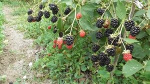 Ежевика Аучита (Оуачита, Ouachita) - плюсы и минусы. Обзор сорта безшипой ежевики