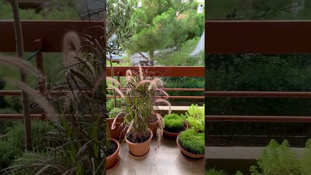 2 Relaxation garden NeaEritrea Контейнерный сад-релакс в Неа Эритрея #gardenideas #gardendesign смотреть онлайн