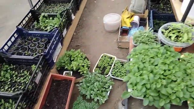 Эустома- танцы продолжаются. смотреть онлайн