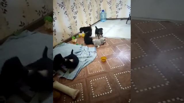 Щенки фокстерьера и ягдтерьера, 1 месяц и 5 дней смотреть онлайн