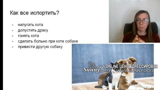 правила жизни кота и собаки дома. Кот и собака дома - как жить дружно? как подружить кота и собаку? смотреть онлайн