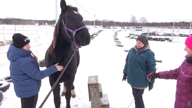 За секунду до... или как не напугать лошадь. смотреть онлайн