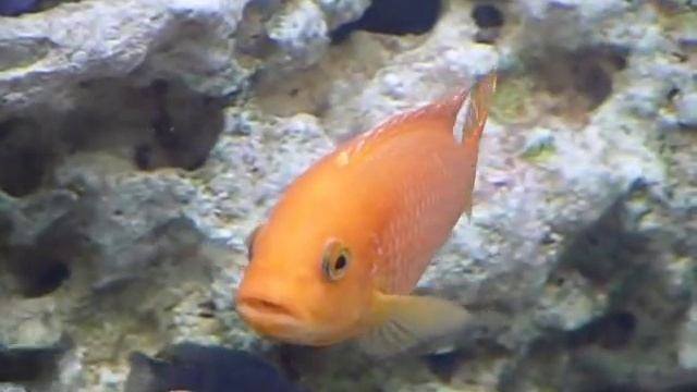 Mbuna Cichlid - Pseudotropheus Red Zebra (Female) смотреть онлайн