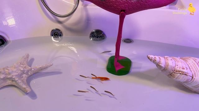 Colorful Fish In The Jacuzzi - Cute Baby Animals Videos