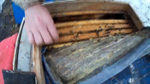 Подкормка пчёл весной. Весенняя стимуляция пчелосемей