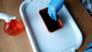 Выращивание монарды из семян