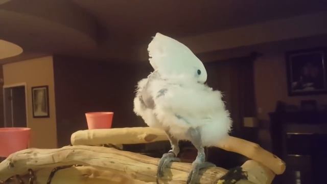 Cockatoo denied donut, throws epic temper tantrum смотреть онлайн