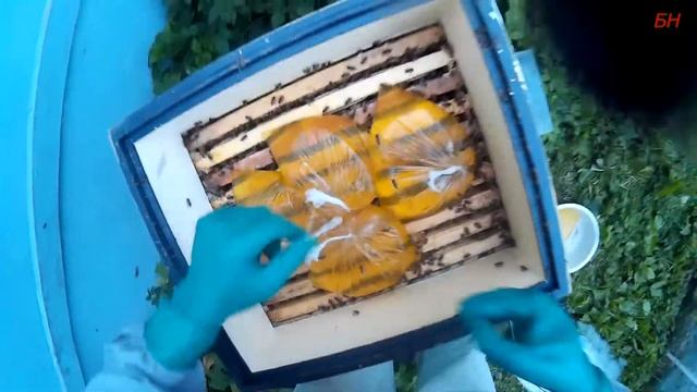 подкормка пчел сиропом в пакетах. кормим пчел в зиму. смотреть онлайн