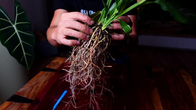 Das Einblatt / Spathiphyllum variegata - Zimmerpflanzen Pflege und Vermehrung Spezial über Ableger смотреть онлайн