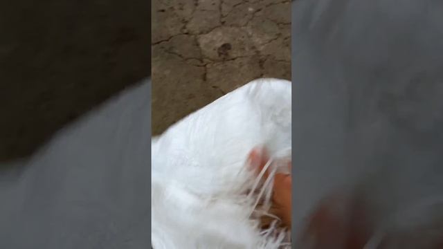 Что делать если вас обижает младший брат? смотреть онлайн