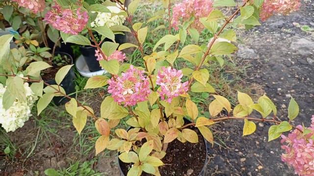 8.09.23г.Как будут зимовать гортензии в горшках?🌿🌿🌿 смотреть онлайн
