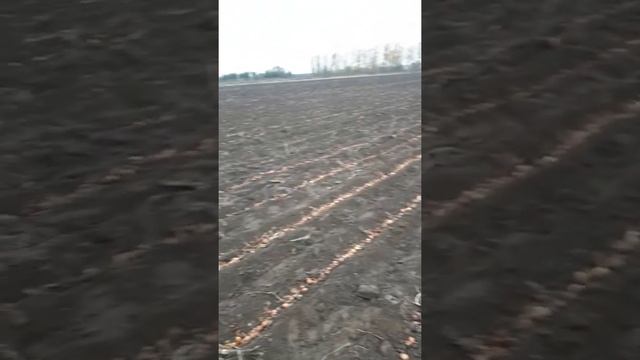 Семена лука сорт штуттгартер ризен смотреть онлайн