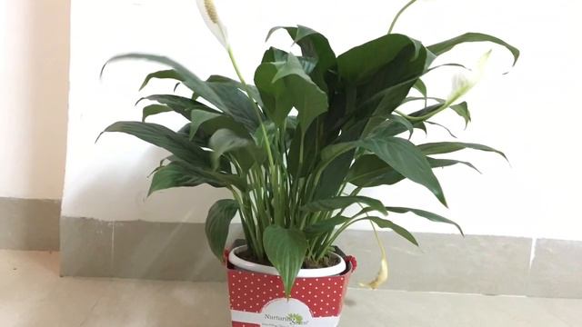Peace Lily : How to care and propagate peace lily : Spathiphyllum смотреть онлайн