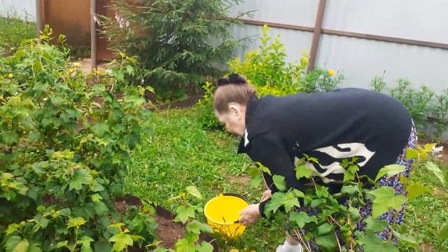 Собираем смородину смотреть онлайн